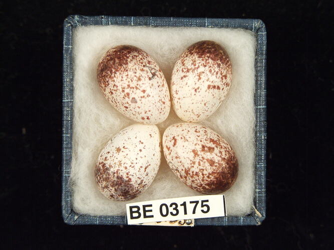 Four bird eggs in box with labels.