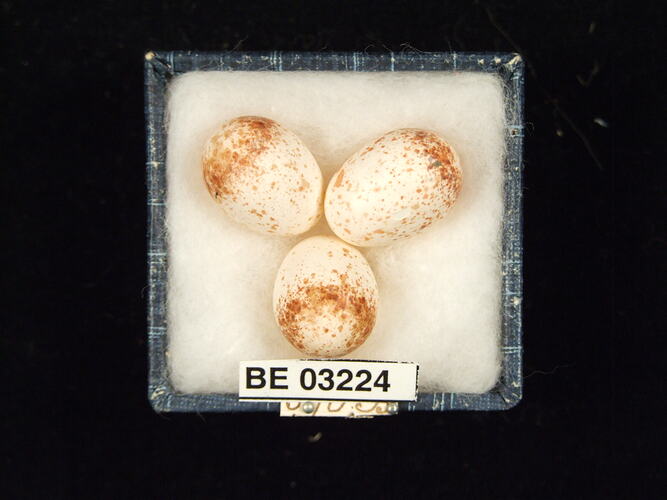 Three bird eggs in box with labels.