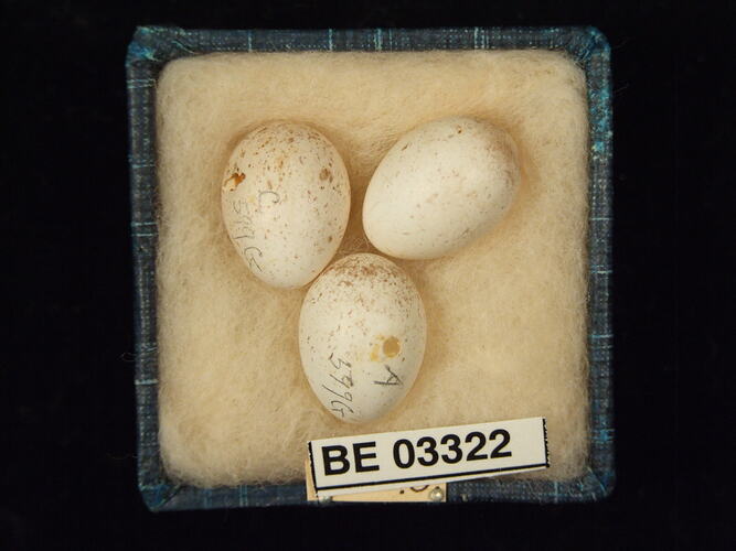 Three bird eggs in box with labels.