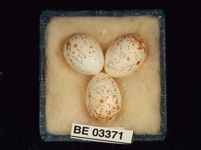 Three bird eggs in box with labels.