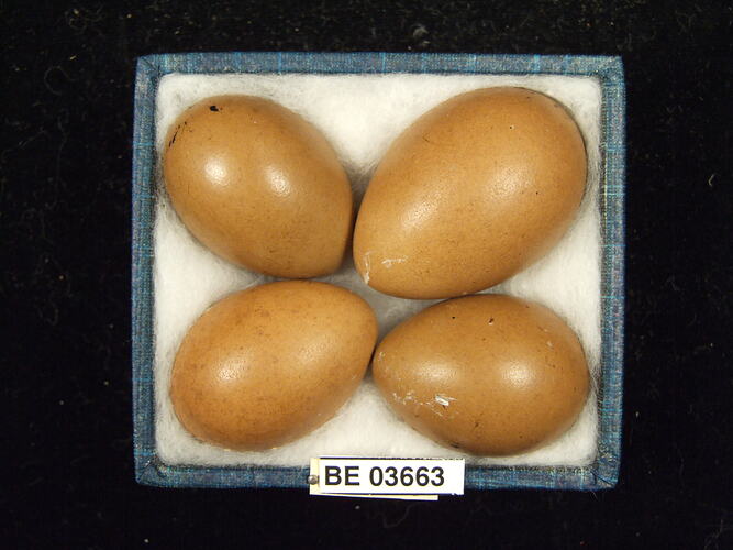 Four bird eggs in box with specimen labels.