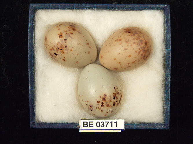 Three bird eggs in box with specimen labels.
