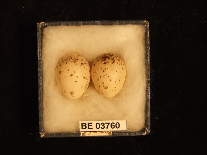 Two bird eggs in box with specimen labels.