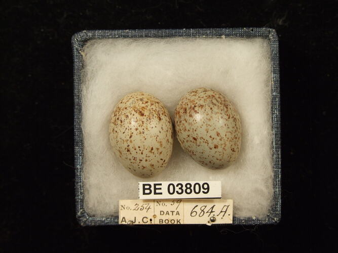 Two bird eggs in box with specimen labels.