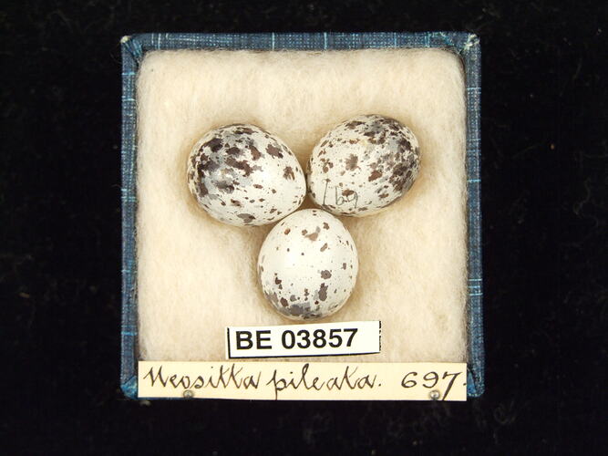 Three bird eggs in box with specimen labels.