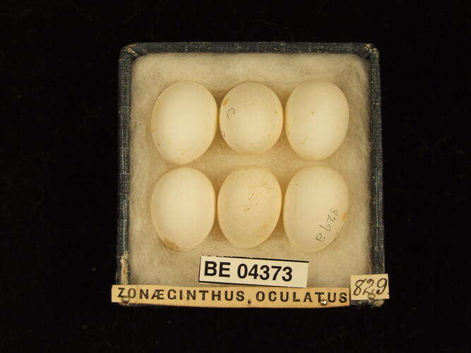 Six bird eggs in box with specimen labels.