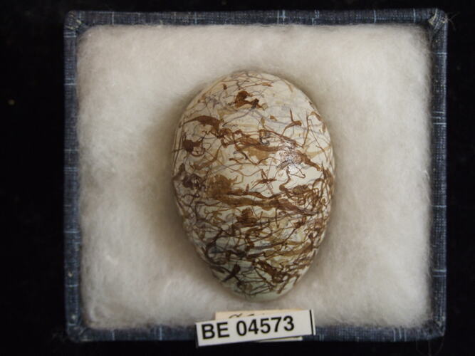 Bird egg with specimen labels in box.