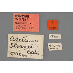 Entomology type specimen labels.