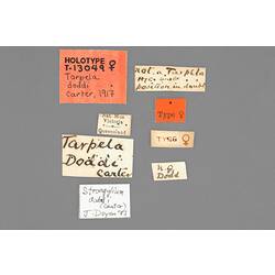 Entomology type specimen labels.