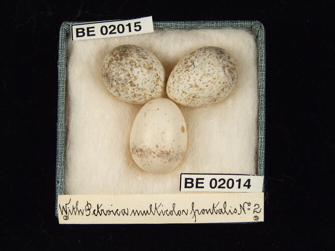 Three bird eggs with specimen labels in box.