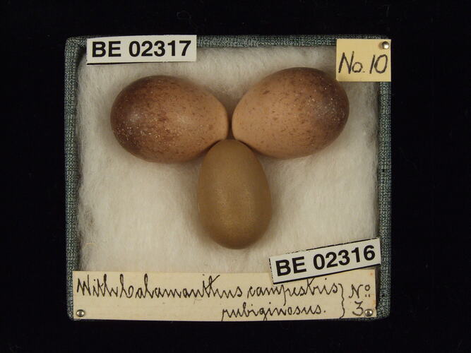 Three bird eggs with specimen labels in box.