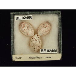<em>Acanthiza nana nana</em>