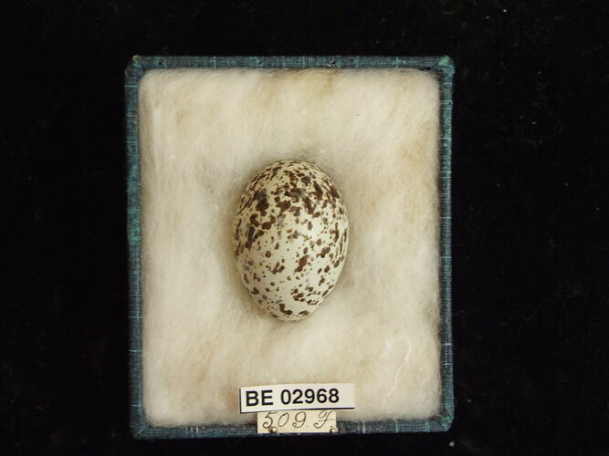 Bird egg with specimen label in box.