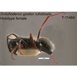 Ant specimen, female, lateral view.