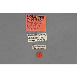 Entomology type specimen labels.