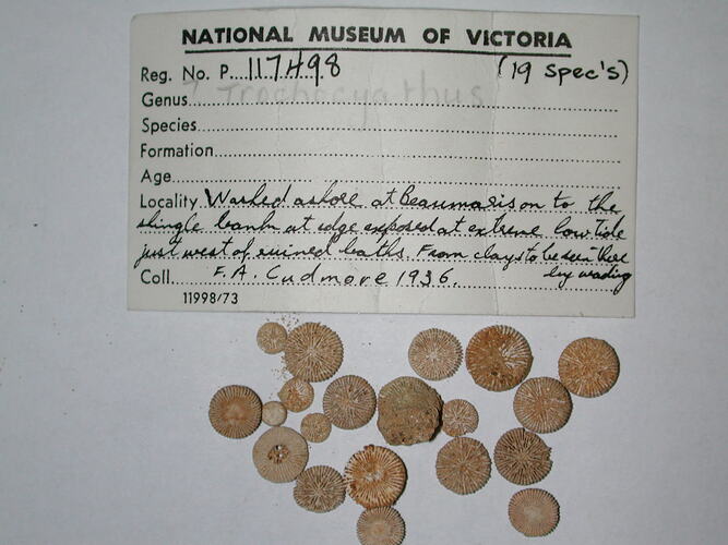 Small flat coral fossils beside a handwritten label.