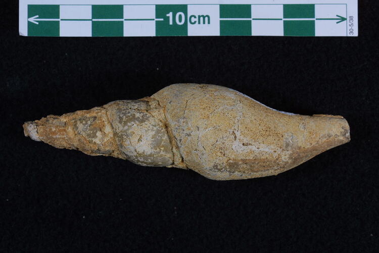 <em>Eovolutilithes subsemiplicatus</em>, fossil gastropod.  Registration no. P 102273.