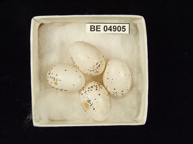 Four bird eggs with specimen label in box.