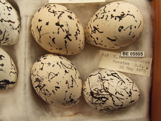 Four bird eggs with specimen labels.