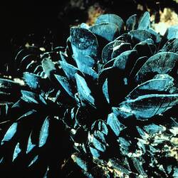 Plates of turquoise mineral growing up from a rock surface.