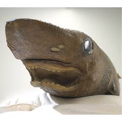 Close up of Bramble Shark specimen's head.