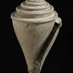 Fossil cone shell with stepped spire.