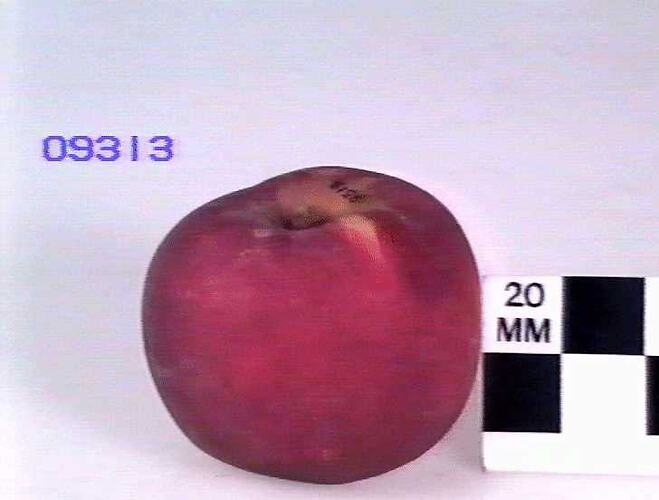 Apple Model, Duke Of Clarence