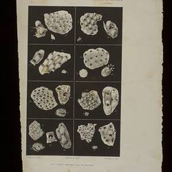 Onychoblestrum propinquum, Parasmittina cheilodon,Calloporia Didymosella larvalis, Calloporina diadema, Smittina papillifera & Mucropetraliella ellerii