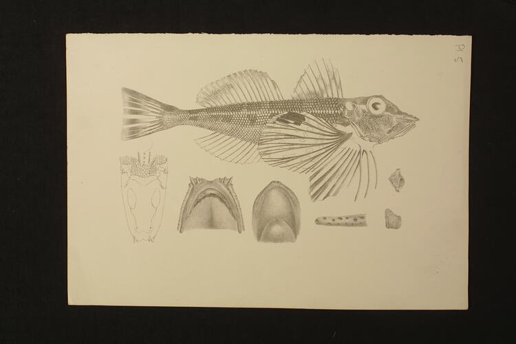 Black and white lithographic proof of a fish.