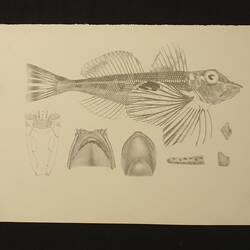 Black and white lithographic proof of a fish.