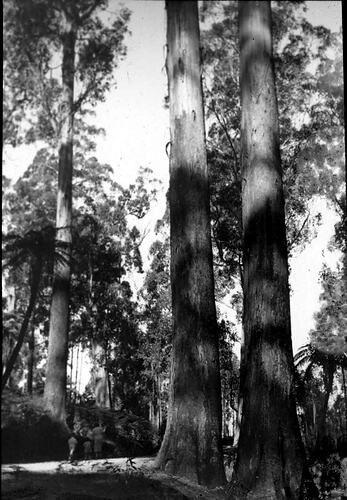 Lantern Slide - <em>Eucalyptus regnans</em>, Olinda Falls, Victoria, Date Unknown. [BA 1781]