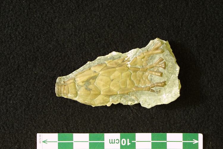 <em>Periechocrinus moniliformis</em>, fossil crinoid.  Registration no. P 26164.