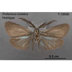 Moth specimen, ventral view.