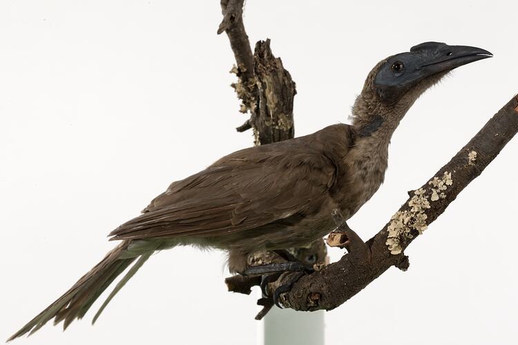 Long-beaked, taxidermy bird mounted on branch.