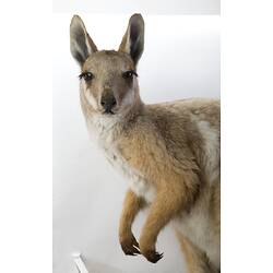 Mounted wallaby specimen.
