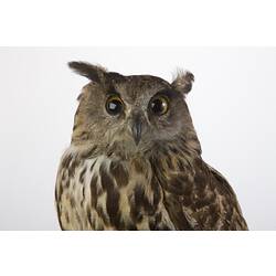 Mounted owl specimen, detail of face.
