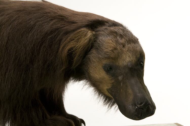 Mounted Sloth Bear specimen.