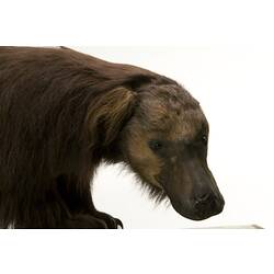 Mounted Sloth Bear specimen.