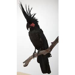 <em>Probosciger aterrimus macgillivrayi</em>, Palm Cockatoo, mount.  Registration no. 59126.
