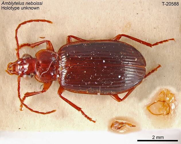 Beetle specimen, dorsal view.