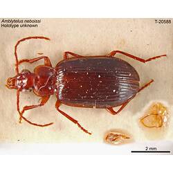 Beetle specimen, dorsal view.