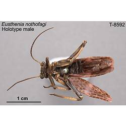 Stonefly specimen, male, ventral view.
