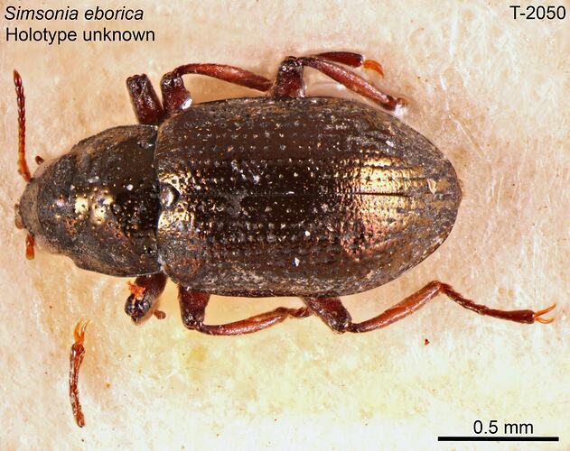 Beetle specimen, dorsal view.