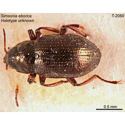 Beetle specimen, dorsal view.