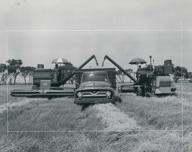 Two Auto Header Harvesters in a wheat field, both unloading into a grain truck.