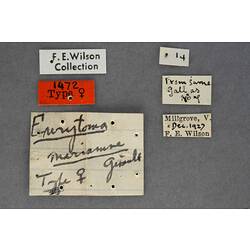 Entomology type specimen labels.