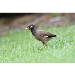 A bird, the Common Myna, standing in the grass.