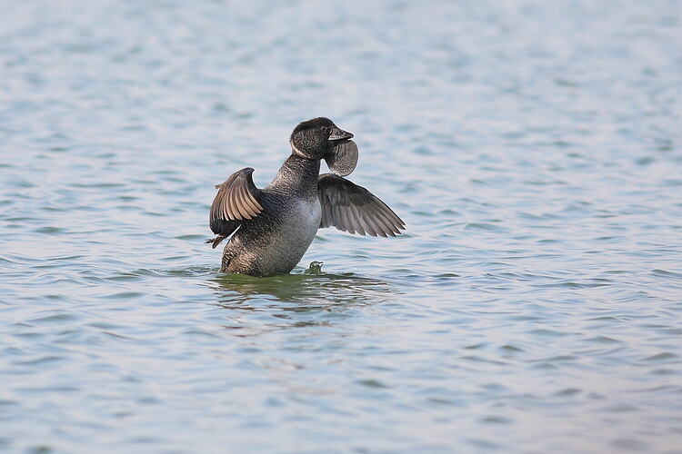 Musk Duck on water wings outstretched.