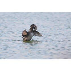 Musk Duck on water wings outstretched.