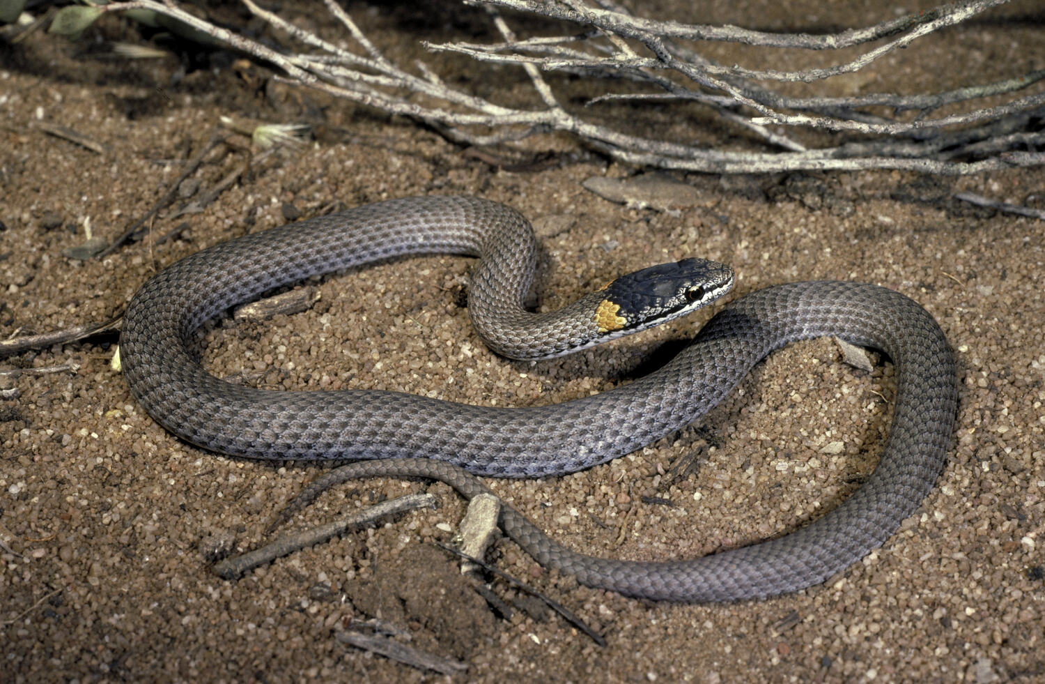 Drysdalia mastersii (Krefft, 1866), Masters' Snake